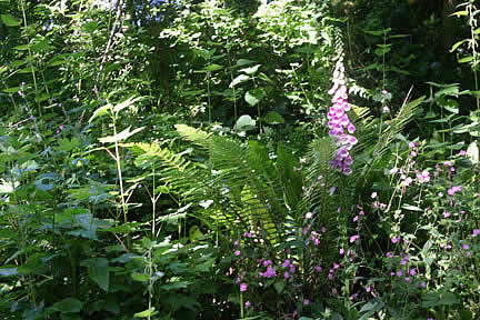 Foxgloves & Ferns shimmering in the  sunlight