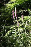 Foxgloves in the spotlight!