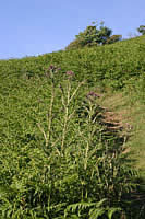 Upwards & onwards - South West Coastpath from Peppercombe to Westward Ho!