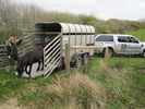 Becky Aston unloading ponies to Clifford Farm.  photo copyright DWT
