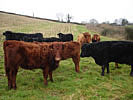 Bovine Boost to Conservation - copyright DWT