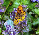 Butterfly Break photo copyright Yarner Trust