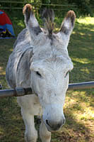 Donkey Work at Clovelly