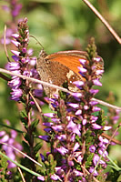 Hartland Quay heather