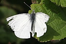 A little frayed at the edges! - Large White