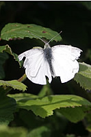 Slightly bedraggled - Large White