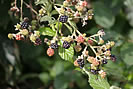 Late August - Blackberry picking time