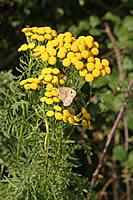 Meadow Brown