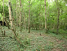 Halson area to be coppiced photo copyright DWT