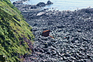 The shipwreck "Johanna" Hartland Point