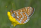 Marsh Fritillary -  Photo copyright Christ Root