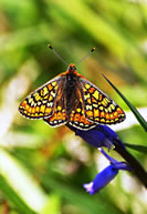 Marsh Fritillary Butterfly photo copyright DWT