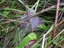 Marsh Fritillary web photo copyright Gary Pilkington