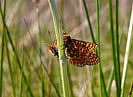 Marsh fritillaries mating at Stowford copyright DWT