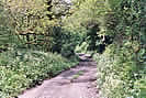 Cow Parsley & Wild Garlic