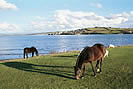 Looking across to Appledore from Northam  Burrows