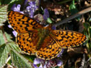 (Pic: Pearl Bordered Fritillary on Bugle - A Taylor  copyright DWT