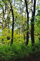 Ferns fully formed