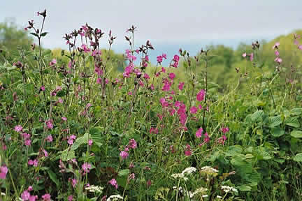 Newly flowering hedges/Bideford Bay in the background