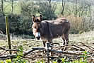 Enjoying a break - Winter visitor at Peppercombe