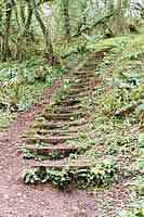 Primroses adorn the steps leading to the Coastal Path to Bucks Mills