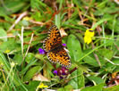 Small pearl-bordered fritillary photo copyright DWT