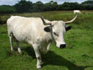 White Park get to work at Headon Farm photo copyright DWT