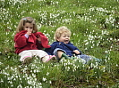 Hartland Abbey snowdrops photo copyright Hartland Abbey
