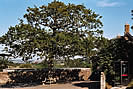 The Oak Tree Abbotsam 2003 photo copyright Pat Adams