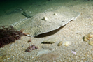 Blonde Ray DWT Photographic Competition winner photo copyright Sally Sharrock 