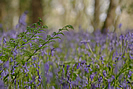 Bluebells at Halsdon photocopyright (Kevin New).DWT