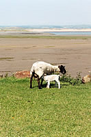 Springtime on the Burrows