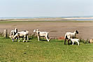 Springtime on the Burrows