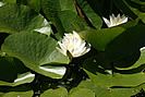 Water Lillies at Docton photo copyright Pat Adams