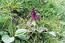 Early Wild Orchid