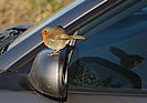 Fremington Quay Robin photo copyright Pat Adams