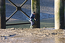 Fremington Qauy digging for bait in the mud photo copyright Pat Adams
