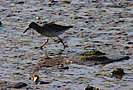 Fremington Quay Redshank photo copyright Pat Adams