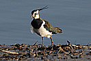 Fremington Quay Lapwing photo copyright Pat Adams