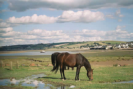 Across to Appledore/Feed the Birds!