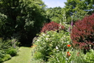 Docton Mill Gardens in June 2008 photo copyright Pat Adams