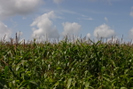 Cornfield /Harvest Time photos copyright Pat Adams