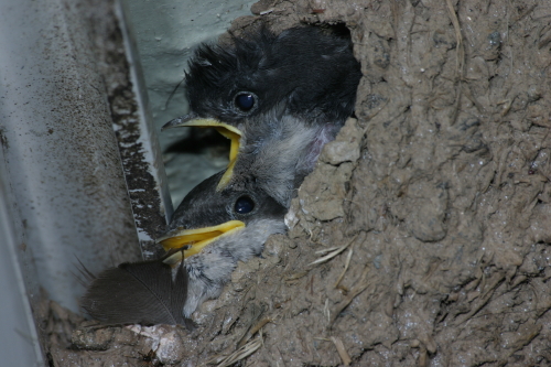 Home is where the birds are - House Martins Photo by Brett D Adams - Copyright  all rights reserved.