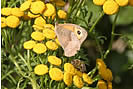 Meadow Brown