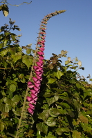 Devon hedgerow photo copyright Pat Adams