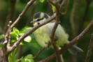 Fledgling Blue Tit photo copyright Pat Adams