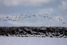 Lapwings in flight photo copyright Pat Adams