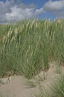 sandhills at Instow  