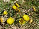 First footing - Coldsfoot flowering beside Isley Marsh photo copyright Pat Adams