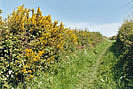 Natural Devon Hedge -  Green Lane, Bideford Bay